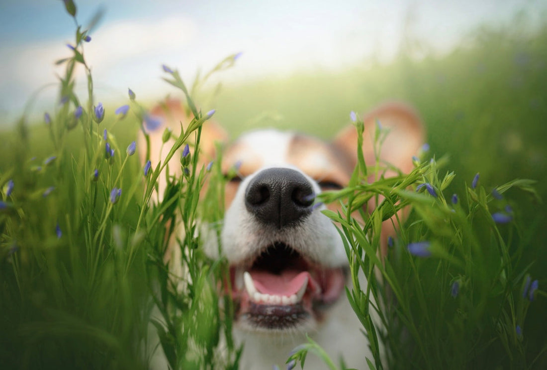 HOW HERBS CAN SUPPORT YOUR PETS HEALTH
