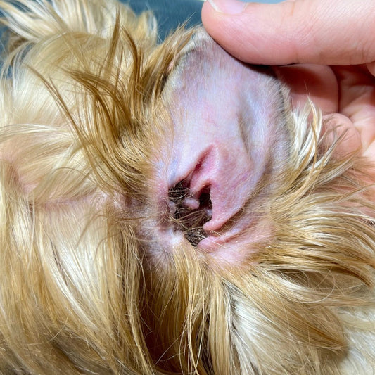 CHRONIC EAR INFECTIONS, A HOLISTIC APPROACH