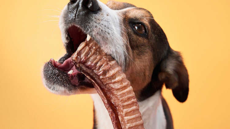 Meaty Treats