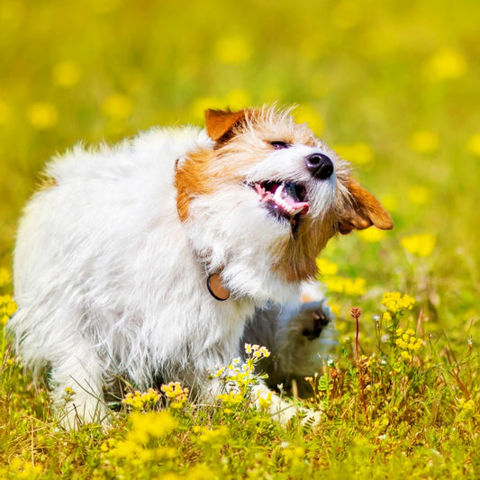 SPRINGTIME ALLERGY RELIEF NATURALLY