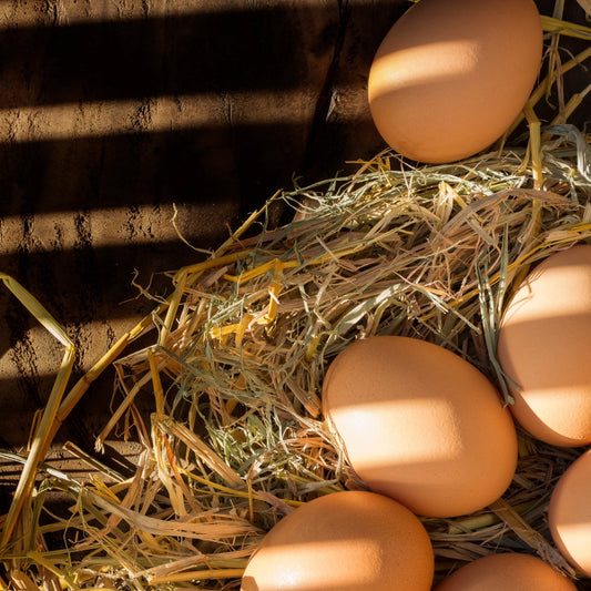 CHICKENS AND EGG YOLK PERITONITIS (EYP)