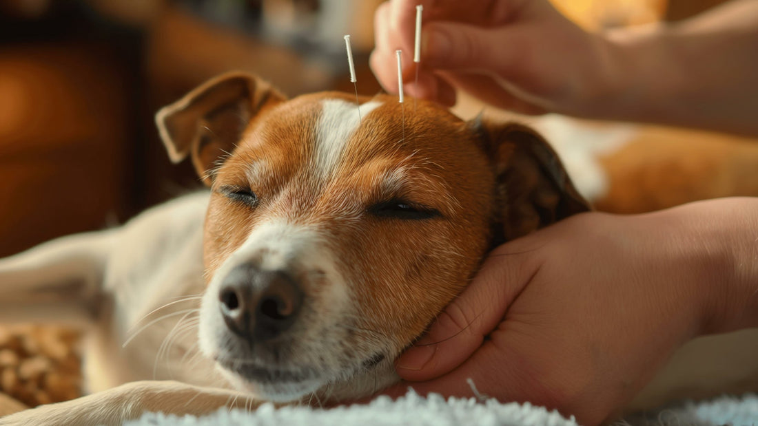 ACUPUNCTURE FOR PETS