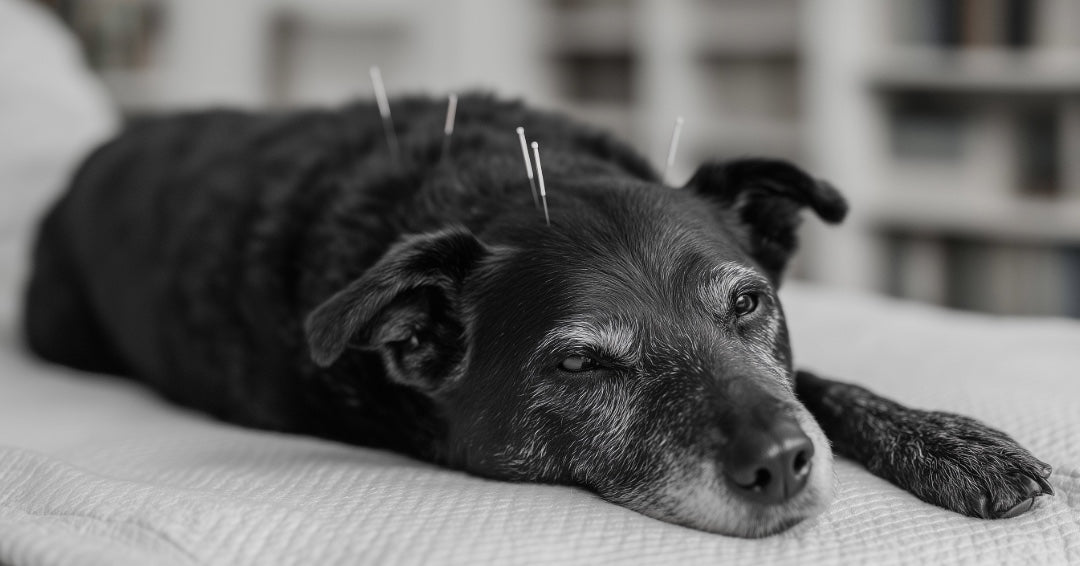 BENEFITS OF ACUPUNCTURE FOR ARTHRITIC CHANGES