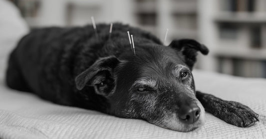 BENEFITS OF ACUPUNCTURE FOR ARTHRITIC CHANGES