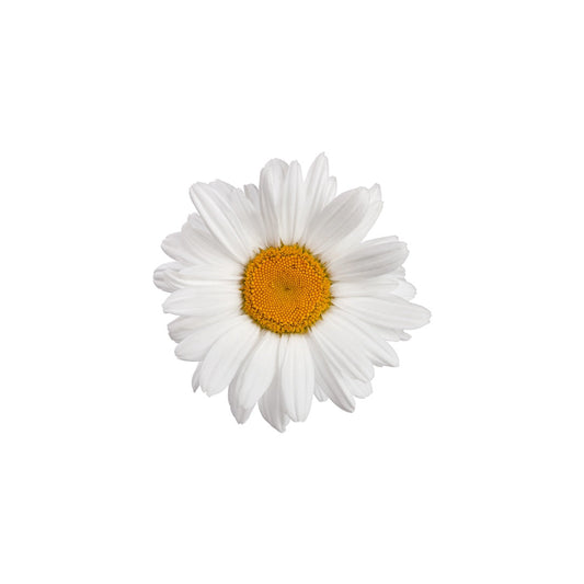 CHAMOMILE CALMING COMFORT FOR THE SUMMER SEASON