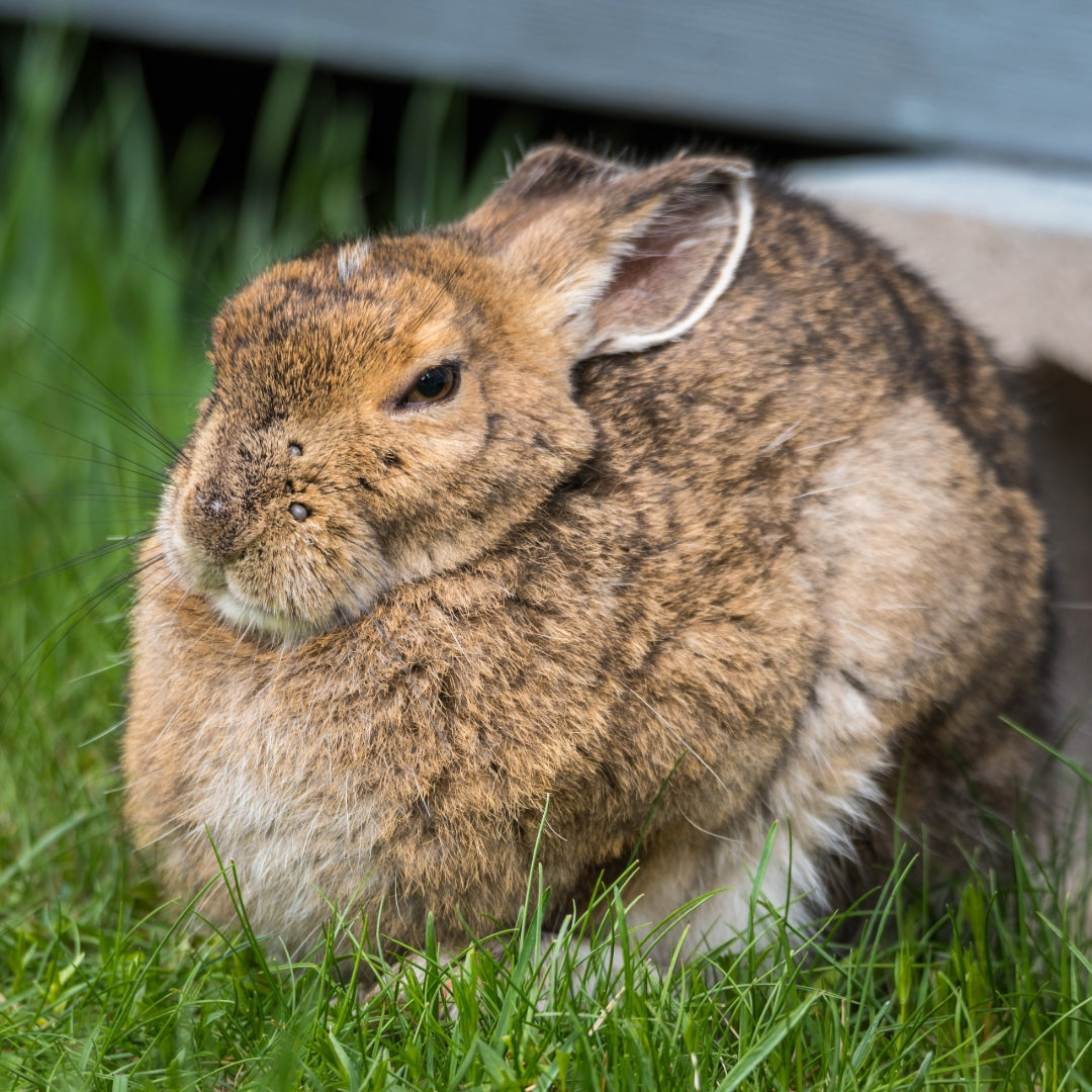 DO RABBITS SUFFER FROM ARTHRITIS?