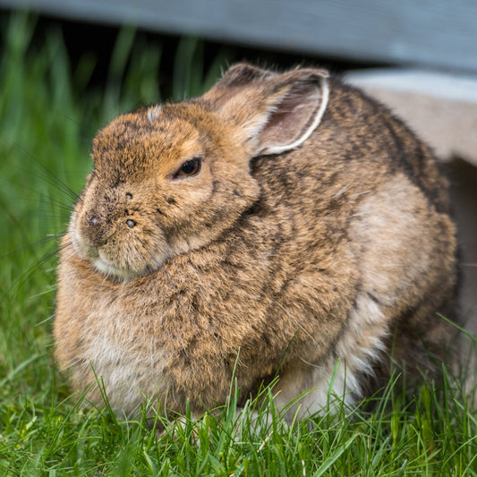 DO RABBITS SUFFER FROM ARTHRITIS?