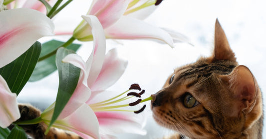 SPRING FLOWERS AND PETS - BEAUTIFUL BLOOMS, HIDDEN RISKS