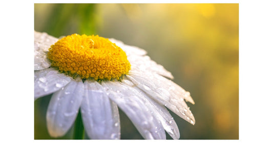 CHAMOMILE - MORE THAN A CUP OF TEA