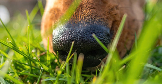 WHY DOES MY DOG EAT GRASS?