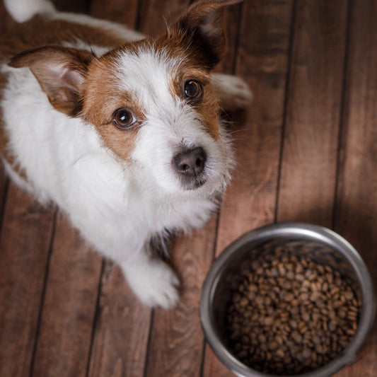 GRAIN FREE DIETS - SEPARATING MARKETING FROM MEDICINE
