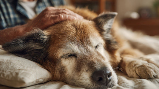 SUPPORTING COGNITIVE HEALTH IN AGEING PETS