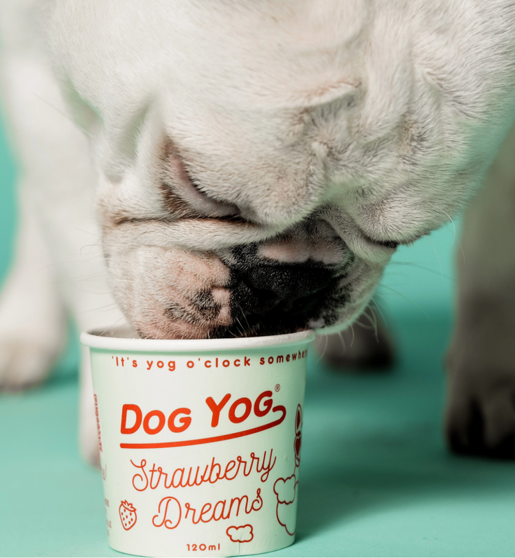 Dog Yog Ice Cream