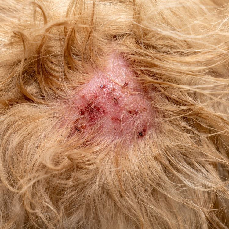 Hot Spots in Dogs What they are, How to avoid them and How to treat them