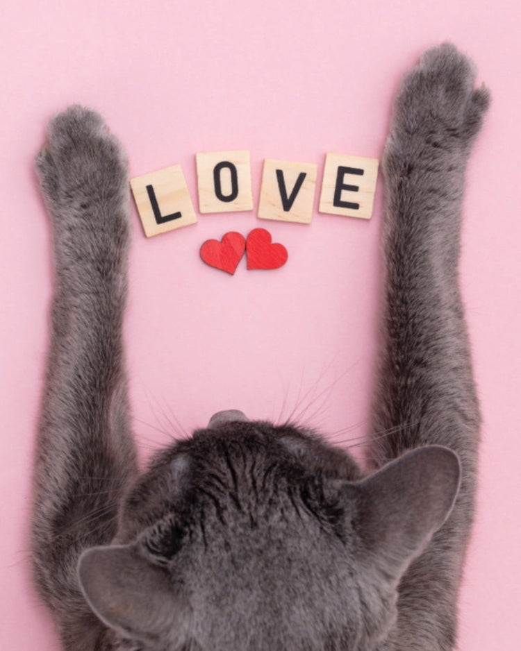 Shop our staffs favourite picks.