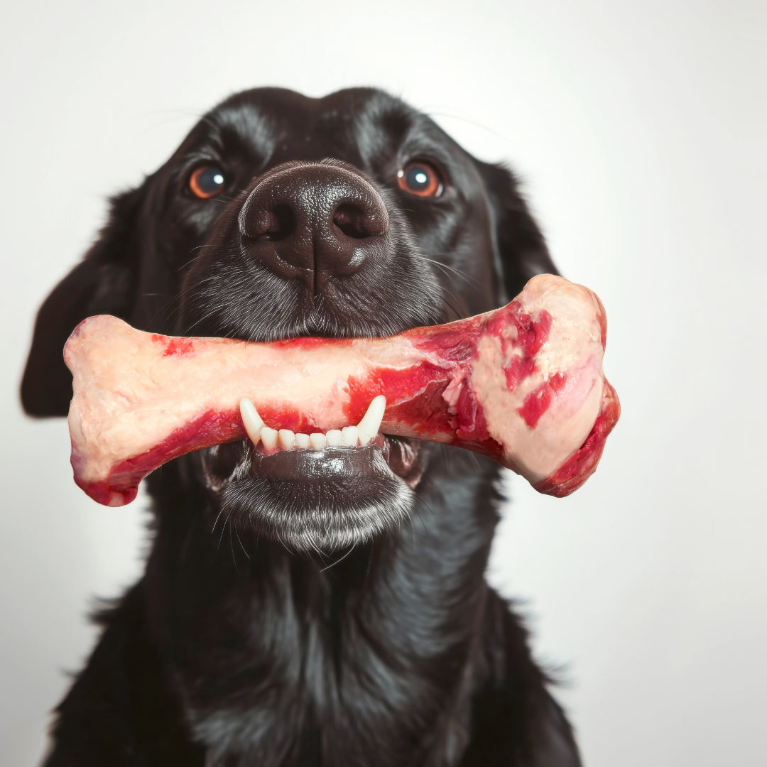 Raw Feeding